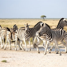 In Etosha We Slosha In Galosha