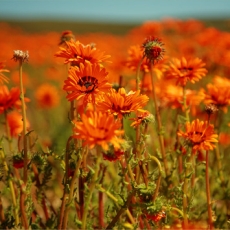 Flower Power in Namaqualand
