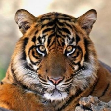 Ranthambore National Park - India