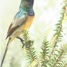 Fernkloof Nature Reserve: Hermanus