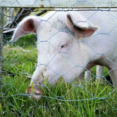 Catching Kate In Vermaaklikheid