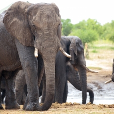 One, Two, Three, Four-tee-Four Elephants - Elephant Sands - Nata -Botswana