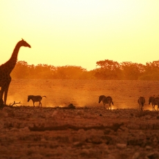 How Etosha Got Its Name - A Lesson In Following Our Daydreams