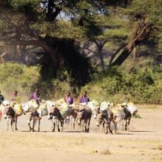 Driving Diesel, Dust, Donkeys - Daring Enduimet Wildlife Management Area