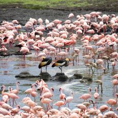 Forests, Father Flamingo And Arusha National Park