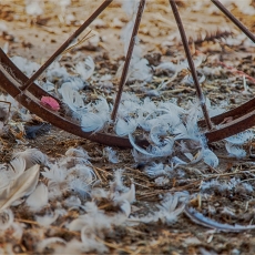 Of Times Gone By - Kleinplasie Farm Museum