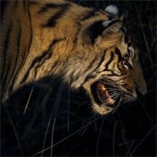 Treading Lightly On The Earth