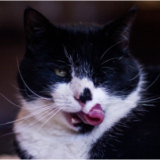 Hydrangeas Hot Chicks and Old Favourites