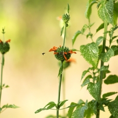 Mesmerizing Mana Magic