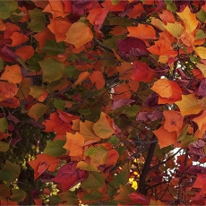 Autumn Happens In April