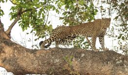 Caught On The Spot -Savouring South Luangwa National Park –  Butch’s Zambia Part 4